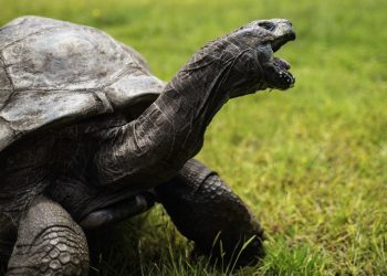 La tortuga Jonathan, decano de los animales terrestres, cumple alrededor de 190 años