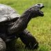La tortuga Jonathan, decano de los animales terrestres, cumple alrededor de 190 años