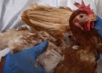 La gripe aviar amenaza al «foie gras» navideño en Francia