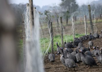 La gripe aviar amenaza al «foie gras» navideño en Francia