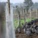La gripe aviar amenaza al «foie gras» navideño en Francia