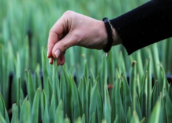 En los Países Bajos, los tulipanes crecen gracias al bitcóin