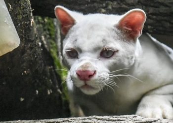 Hallazgo de primera ocelote albina alerta sobre deforestación en Colombia
