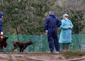 Perú sacrifica más de 37,000 aves de corral tras brote de influenza aviar