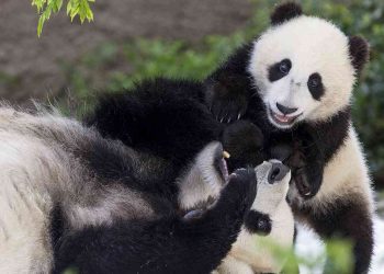 Pandas gigantes regresarán a China después de dos décadas en zoológico de Memphis