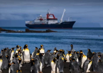 Pingüinos reales enfrentan amenaza del cambio climático en el confín del Índico