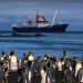 Pingüinos reales enfrentan amenaza del cambio climático en el confín del Índico