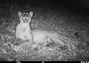 Ministerio de Medio Ambiente reporta la reproducción de pumas en área natural de El Salvador