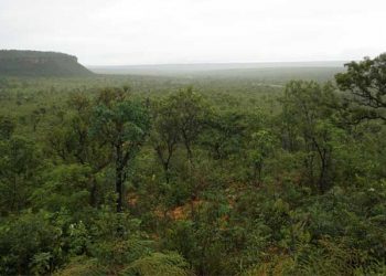 Deforestación en sabana brasileña se incrementa 25% en un año