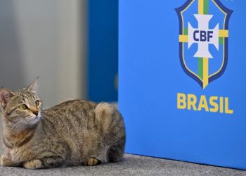 Los memes también le metieron un baile a Brasil con un gato como jugador estrella
