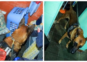Agente canino detecta porciones de droga en una vivienda
