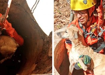Bomberos de El Salvador salva a canino que cayó en un pozo de 24 metros de profundidad