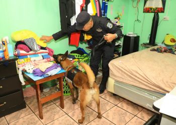 PNC destaca labor de caninos en el cerco de seguridad de la Tutunichapa