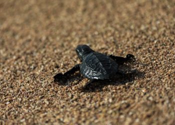 Medio Ambiente y la PNC decomisaron 2,669 huevos de tortuga marina este año