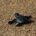 Medio Ambiente y la PNC decomisaron 2,669 huevos de tortuga marina este año