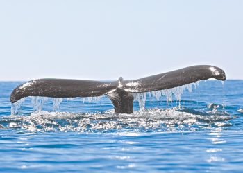 El Salvador es el país de la región con más investigaciones sobre colas de ballenas jorobadas