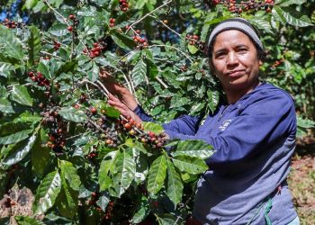 El Gobierno renovará 5,000 manzanas de cafetales en 2023
