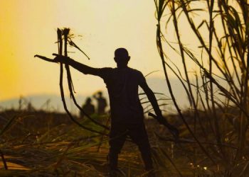 Industria azucarera salvadoreña le apuesta a la producción en verde