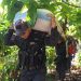 Cortadores de café agradecen a PNC por brindar seguridad en San Vicente