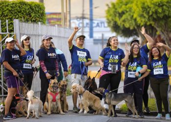 Instituto de Bienestar Animal recolecta 2,000 libras de comida para mascotas