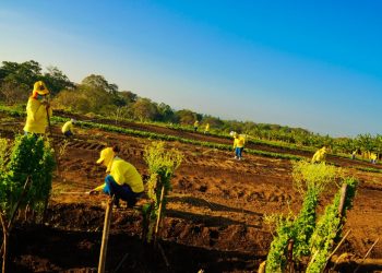 417 mujeres laboran en la Granja Penitenciaria de Izalco