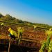 417 mujeres laboran en la Granja Penitenciaria de Izalco