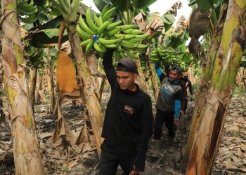 DIANA busca generar impacto en El Salvador a través de su estrategia de sostenibilidad