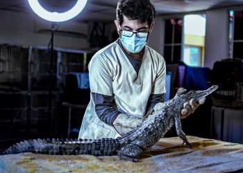 El Ministerio de Medio Ambiente atiende a cocodrilo encontrado con golpes en la cabeza en La Unión