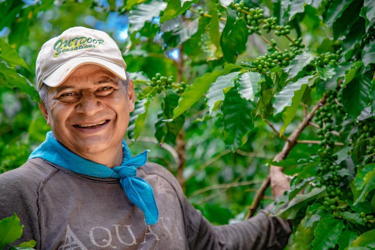 Con el apoyo del BID, el Gobierno pretende renovar más de 10,500 manzanas de café. Foto / Diario El Salvador.