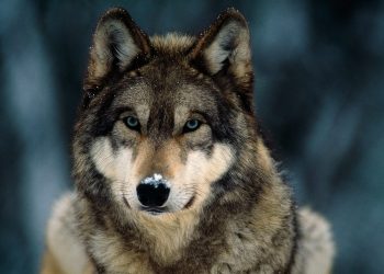 Cómo recuperar especies al borde de la extinción revitaliza los ecosistemas