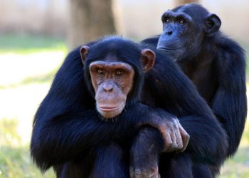 Un zoológico sueco mata a varios chimpancés en fuga