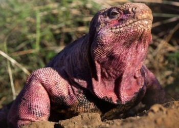 Científicos hallan por primera vez crías de iguana rosada en Galápagos