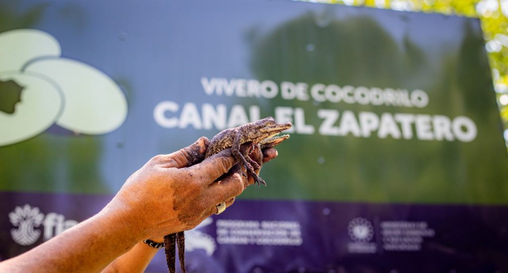 Programa de conservación de Medio Ambiente ha permitido liberar 270 crías  de cocodrilo - Diario El Salvador