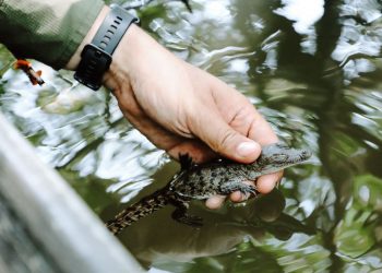 Programa de conservación de Medio Ambiente ha permitido liberar 270 crías de cocodrilo