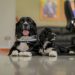 Entregan primer perro de terapia para apoyo de menor con padecimiento de epilepsia refractaria infantil