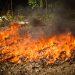 Destruyen droga valorada en más de $115,000 y decomisada en diversos operativos en El Salvador