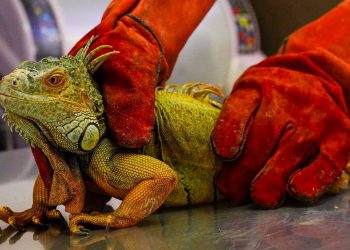 Rescatan iguanas y aves silvestres que estaban en cautiverio en La Libertad