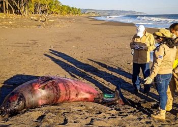 Medio Ambiente atiende hallazgo de cadáver de cetáceo en Sonsonate