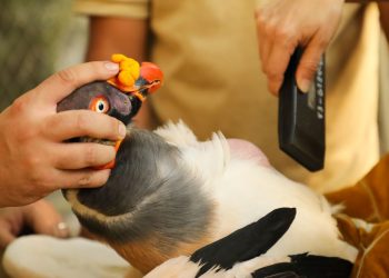 Bienestar Animal desarrolla con éxito primer traslado internacional de animales
