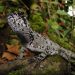 Descubren nueva especie de lagartija en parque de Perú