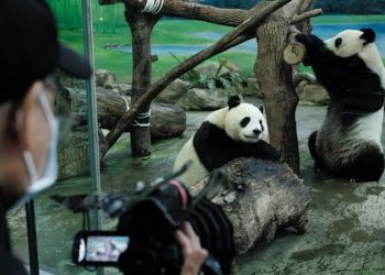 Reino Unido devolverá a China sus únicos pandas tras 12 años sin procrear