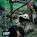 Reino Unido devolverá a China sus únicos pandas tras 12 años sin procrear