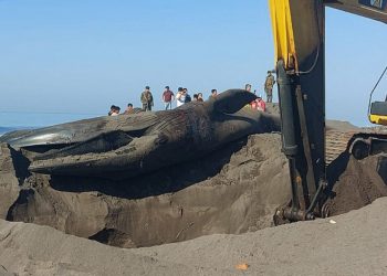 Ballena azul de 12 metros hallada muerta en playa de Guatemala