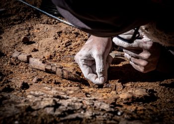 Científicos encuentran cuatro tipos de dinosaurios en la Patagonia chilena