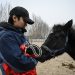 La clonación de un caballo allana el camino para los deportes ecuestres en China
