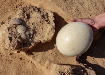 Descubren huevos de avestruz de más de 4,000 años en Israel