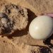 Descubren huevos de avestruz de más de 4,000 años en Israel