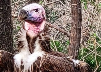 Sospechosos incidentes siembran misterio en el mayor zoológico de Texas