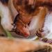 Nació en un zoo inglés un canguro arborícola, especie en peligro de extinción