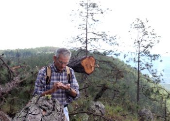 Honduras perdió el 10 % de sus bosques en 11 años